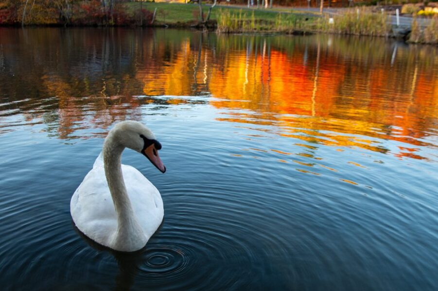 Swan at the Serenité Membership Gallery