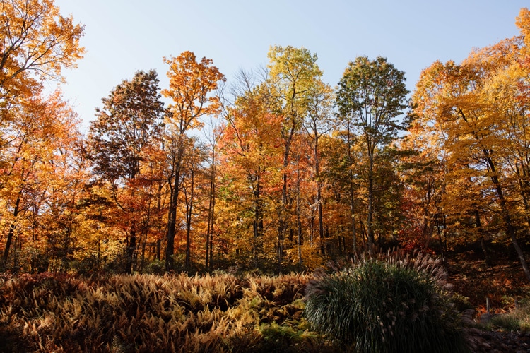 A line of trees along the turkey wilderness trail