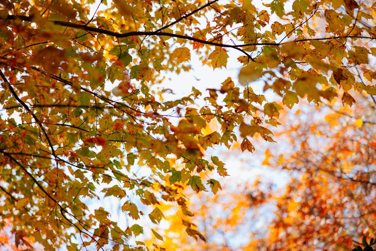 Changing leaves along the turkey wilderness trail