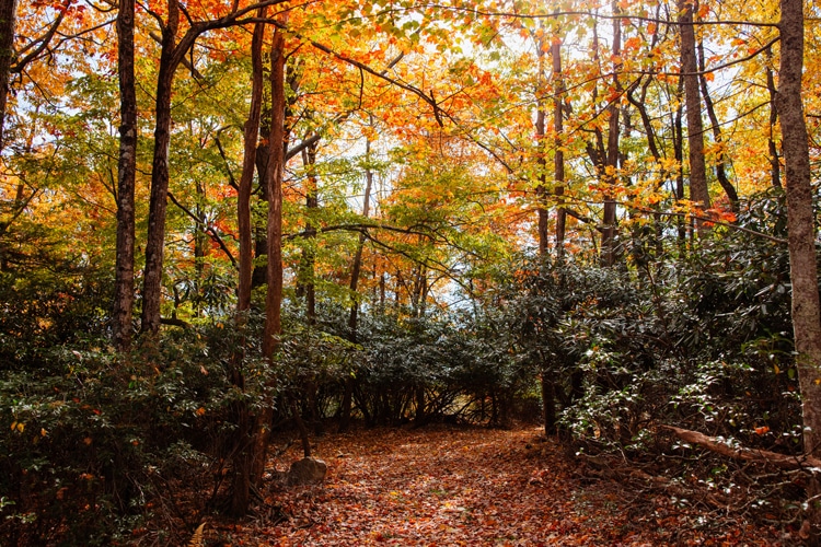 A wide angle shot of the turkey wilderness trail