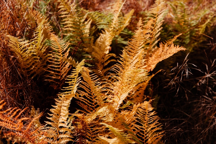 A close-up of some ferns sprouting colors along the turkey wilderness trail