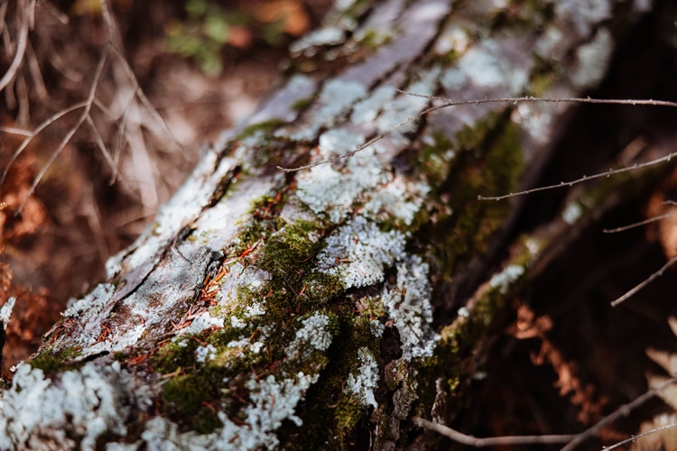 A close-up of nature along the turkey wilderness trail